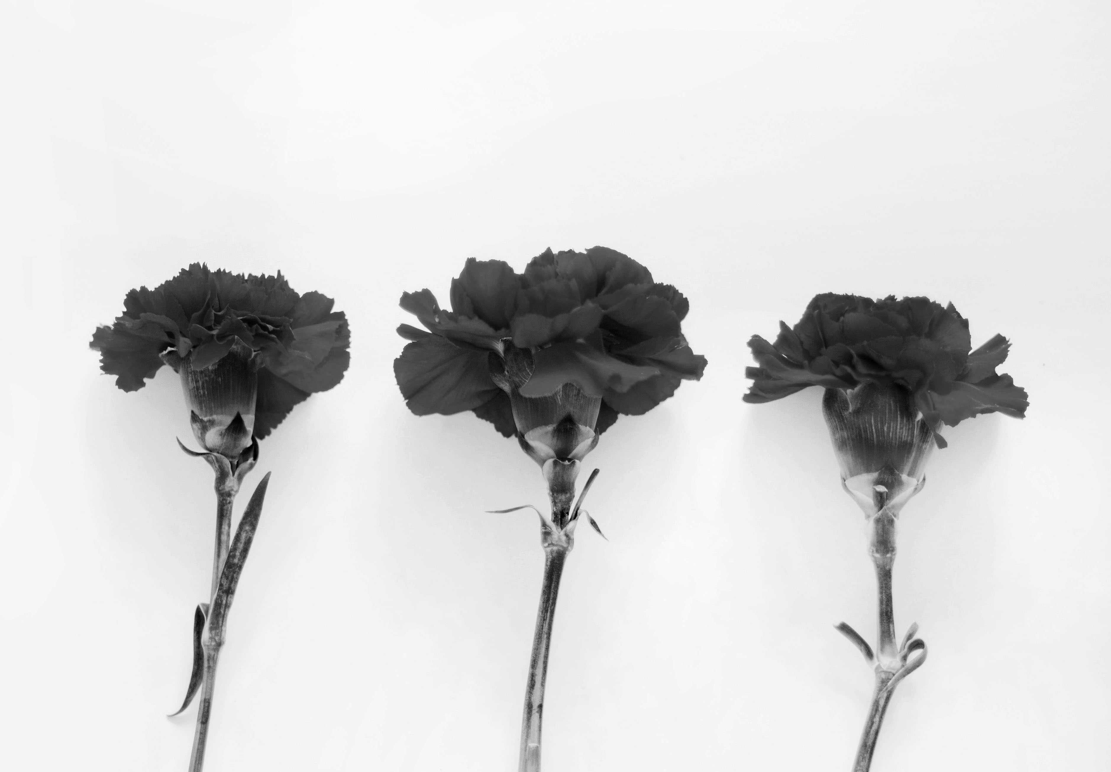 Apresentação da obra “Dicionário de História de Portugal – o 25 de Abril”