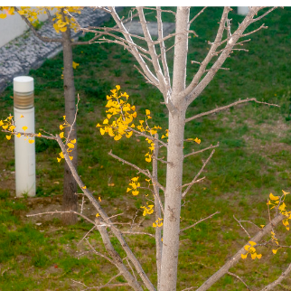 Iscte no grupo das universidades mais sustentáveis do mundo