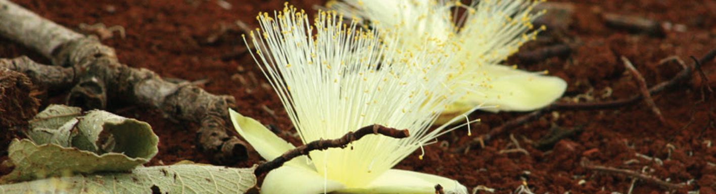 "Cerrado bom, é cerrado derrubado". A resistência dos povos indígenas e comunidades tradicionais no Cerrado Brasileiro