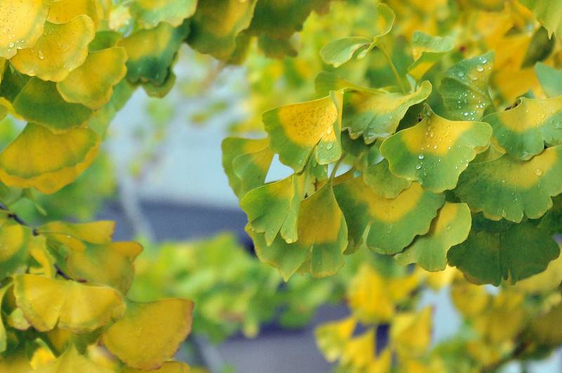 Iscte publishes its first Sustainability Report